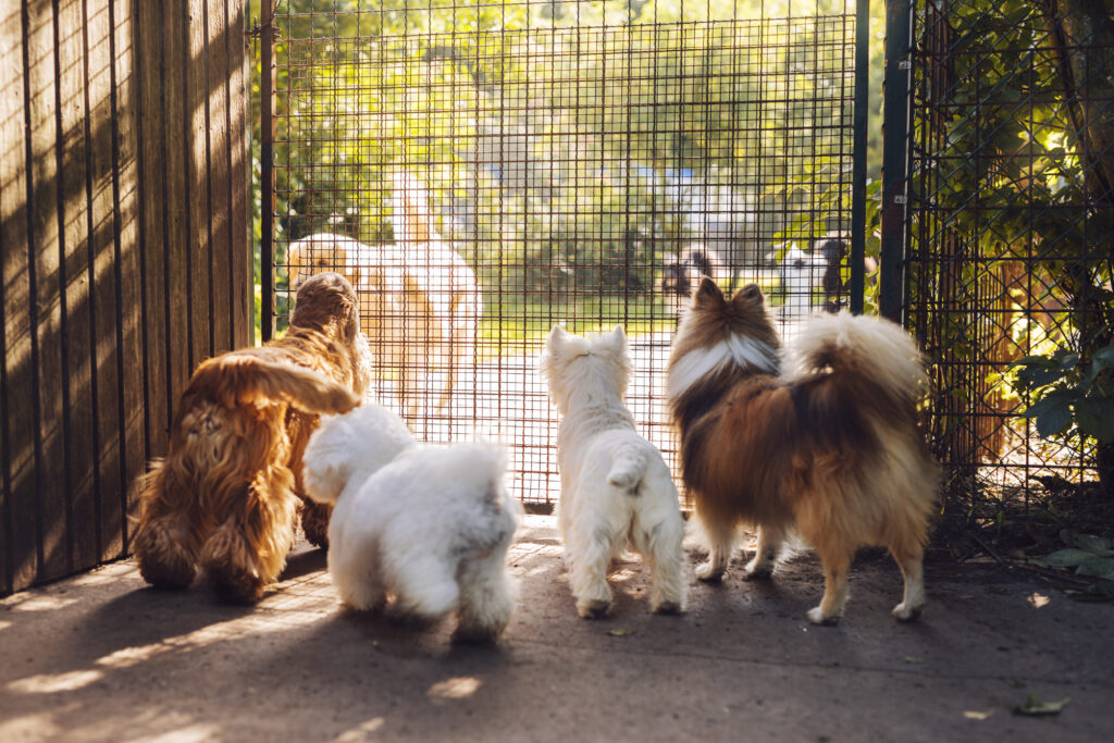 dogs at an animal shelter looking through a fence.
