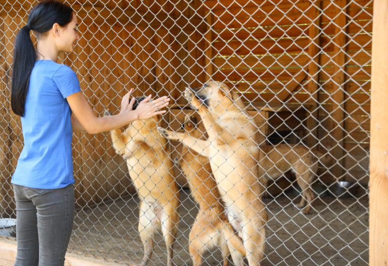 animal shelter nonprofits